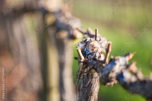 Close up image of workers on a wine farm preparing the vineyard
