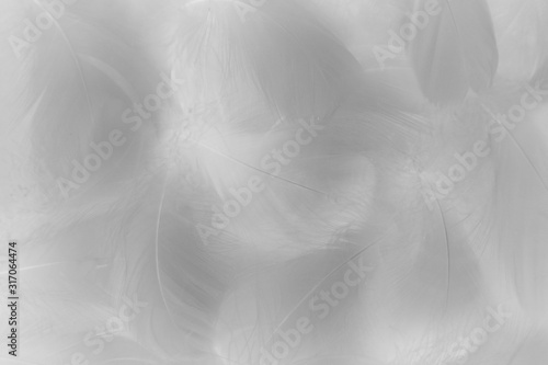 Beautiful abstract colorful black and white feathers on white background and soft gray feather texture on white pattern and gray. Decoration  love.