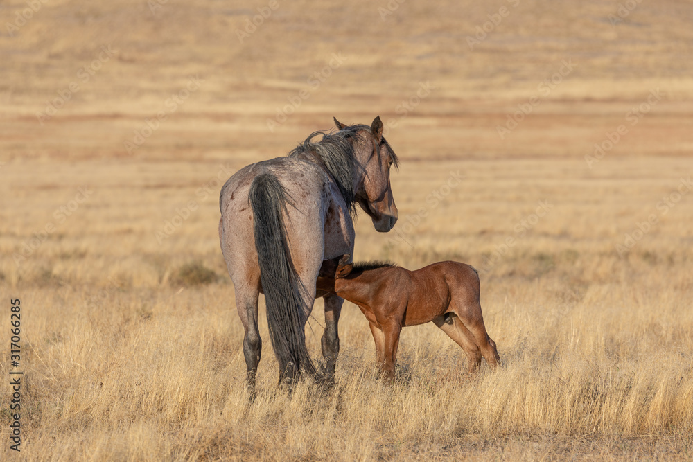 Wild Horse Mare and Foal in Utah in Fall