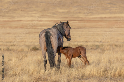 Wild Horse Mare and Foal in Utah in Fall