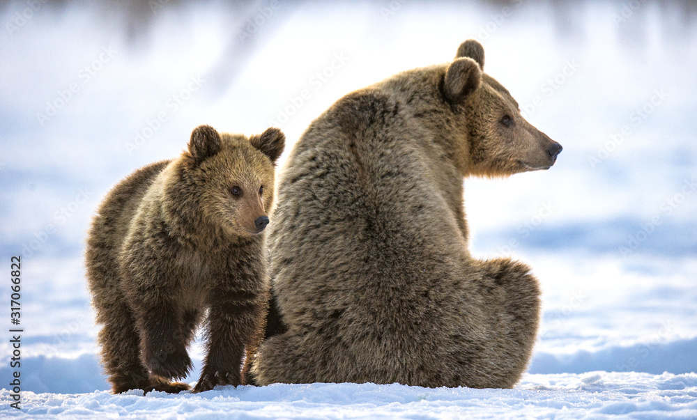Obraz premium She-Bear and bear cub in winter forest. Winter forest, sunrise, morning mist . Natural habitat. Brown bear, Scientific name: Ursus Arctos Arctos.