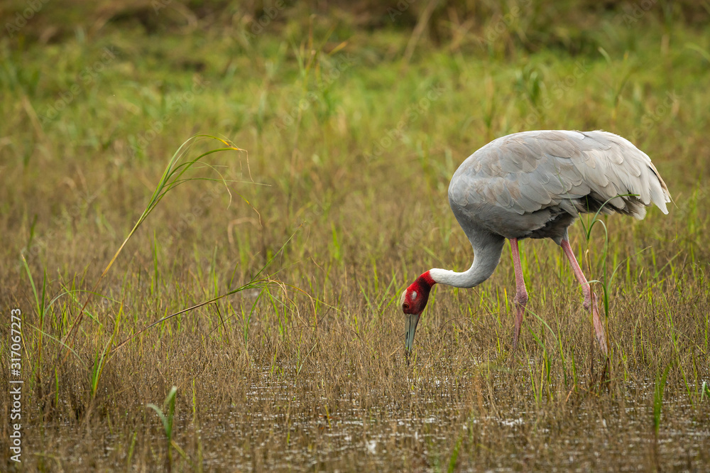 Sarus Crane Or Grus Antigone The Tallest Flying Bird Grazing In Wetland 