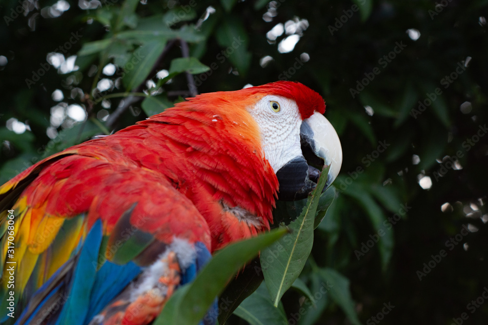 Macaw or giant blue and yellow red parrot perched on a tree with Macaw or giant blue and yellow red parrot perched on a tree with