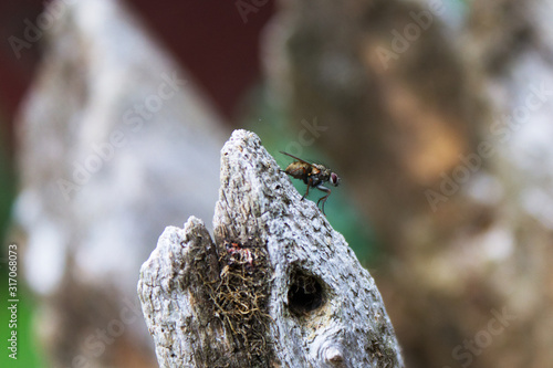 A fly sitting on a post