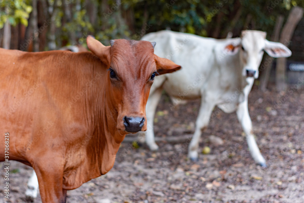 Zebu cattle. furious calf stands in a clearing with dried tr Zebu cattle. furious calf stands in a clearing with dried tr