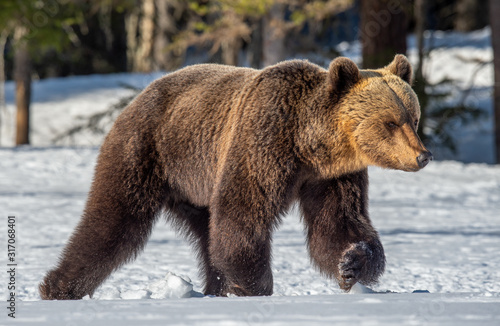 Wild adult brown bear walking in the snow. Sunset in winter forest. Brown bear, scientific name: Ursus arctos arctos. Winter season. Natural Habitat.