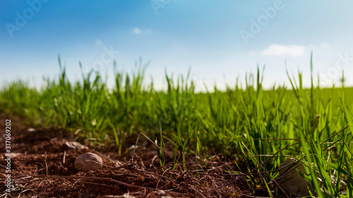 Grass field with soil on foreground.