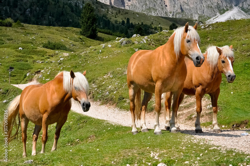 Принти на полотні Haflinger Pferde Italien Gebirge Rasse Südtirol Dolomiten Alm Weide robust Zücht