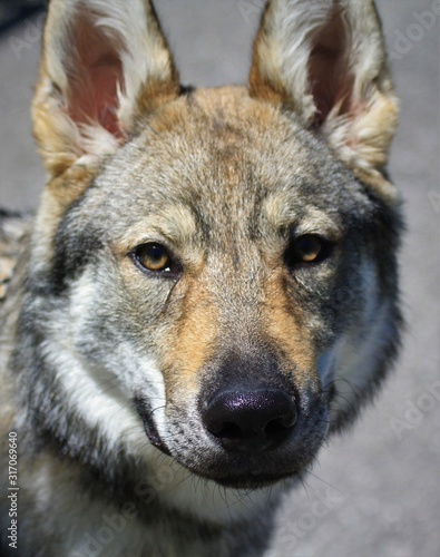 portrait of a czechoslovakian wolfdog