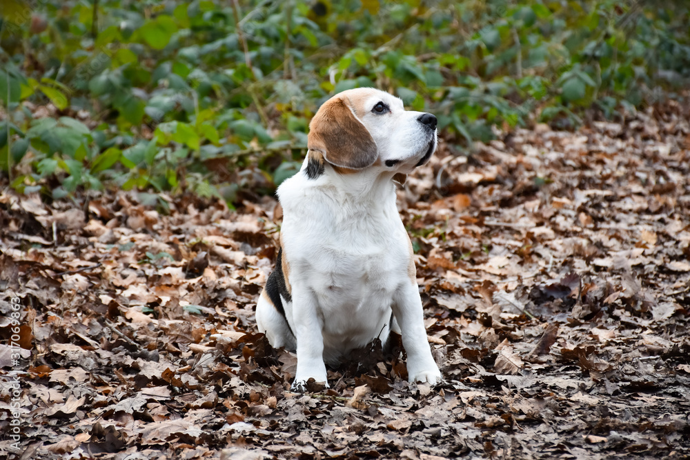 eight year old beagle in the forest eight year old beagle in the forest