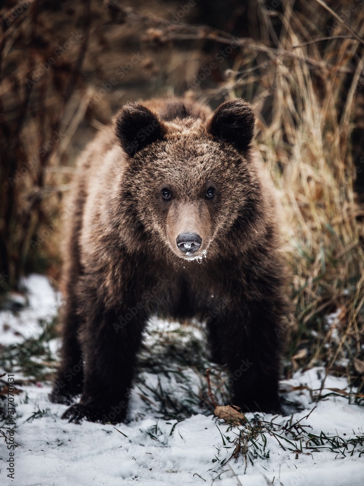 Close up of a cute brown bear cub in the wilderness forest in Transylvania,Romania. Close up of a cute brown bear cub in the wilderness forest in Transylvania,Romania.
