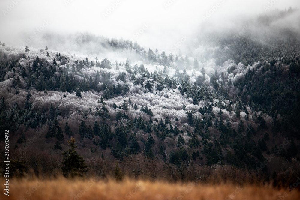 Autumn-winter nature landscape.Changing seasons. Majestic Foggy forest  - obrazy, fototapety, plakaty 