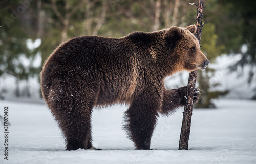 Wild adult Brown bear in the snow in winter forest. Adult Big Brown Bear Male. Scientific name: Ursus arctos. Natural habitat. Winter season