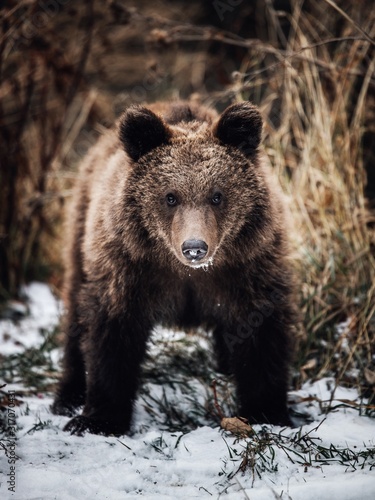 Close up of a cute brown be...