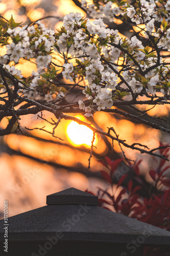 夕暮れの桜