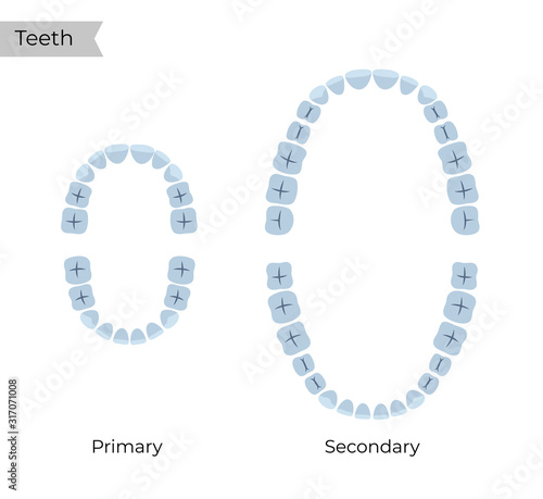 Vector isolated illustration of tooth 