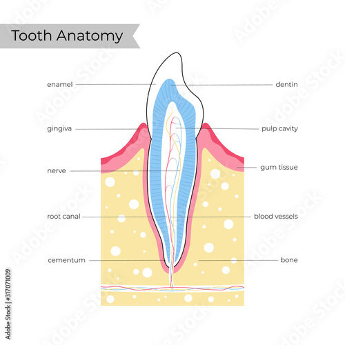 Vector isolated illustration of tooth 