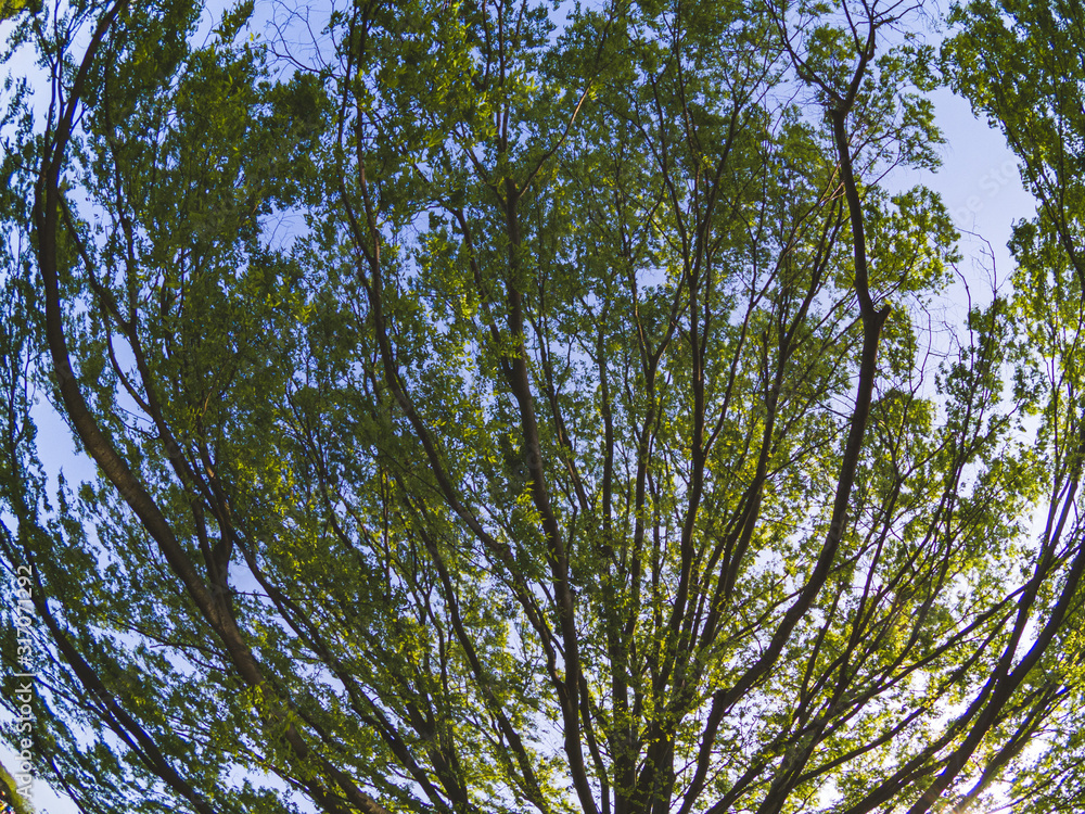 Obraz premium 魚眼レンズで撮影された巨木