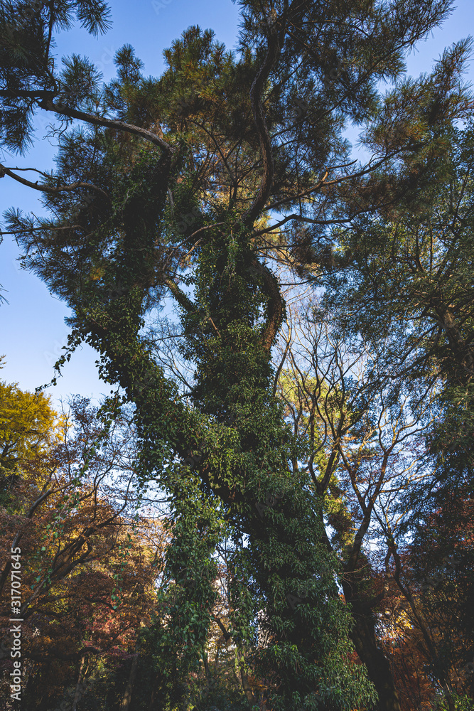 Obraz premium 蔦に覆われた樹木