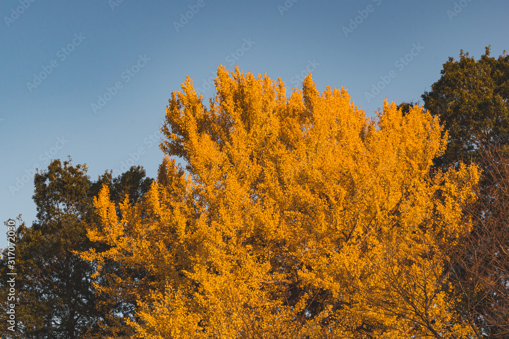 Fototapeta premium 秋のイチョウ