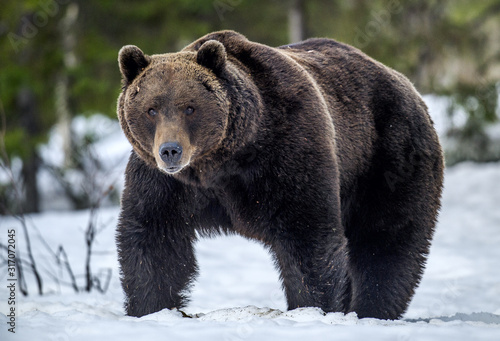 Wild Adult Brown bear in winter forest. Front view. Scientific name: Ursus Arctos. Natural Habitat.