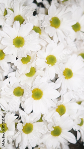 blooming garden flowers: irises, gerberas, roses, chrysanthemums