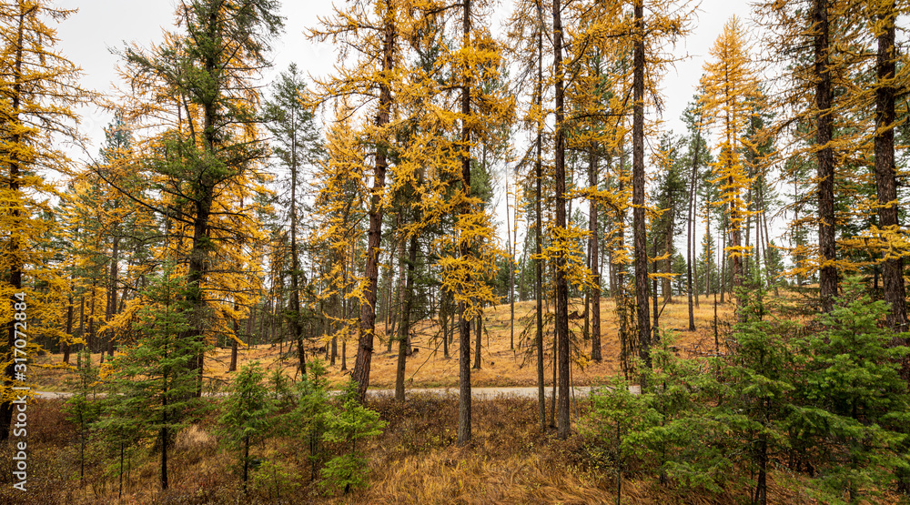 Golden Tamaracks