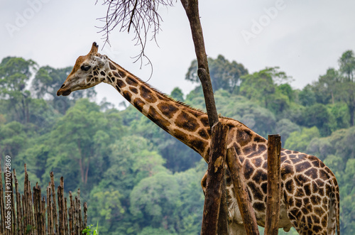 Canvas Print giraffe in the zoo