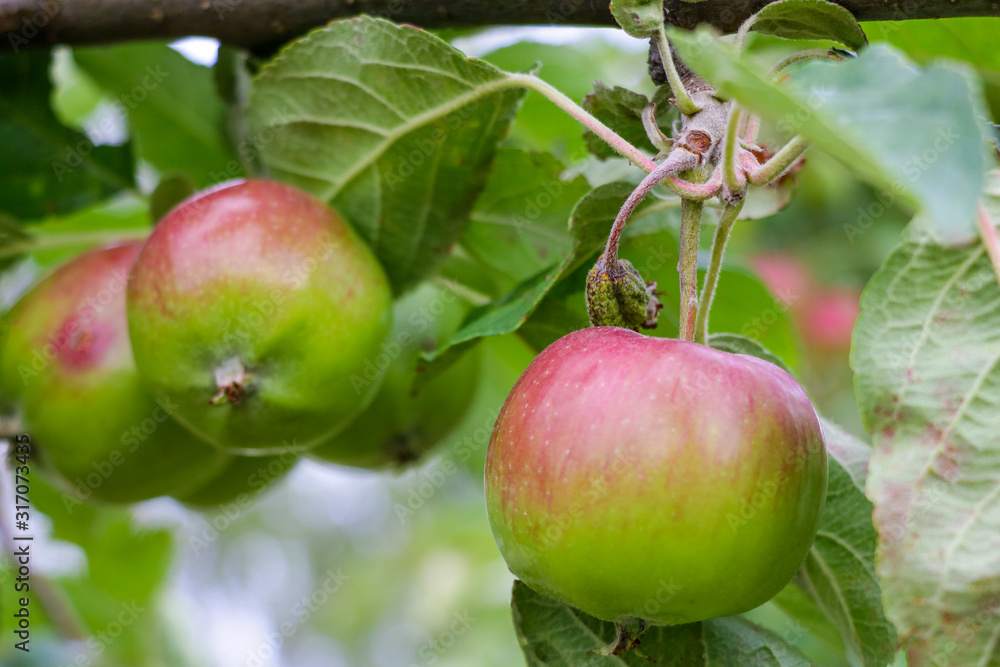 fresh ripe apples on a tree in a garden. fresh ripe apples on a tree in a garden.