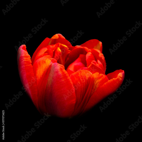 Beautiful bright blossom flower head tulip of red orange color on black background, closeup