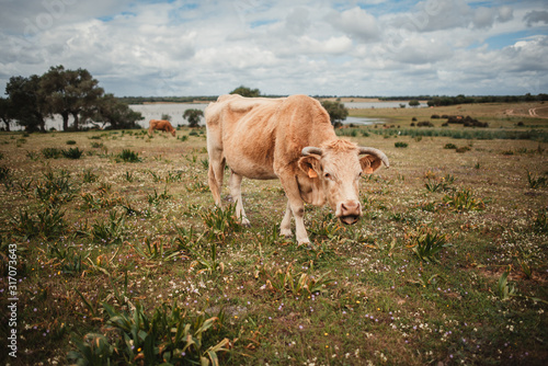 vaca mirando a la cámara con la lengua fuera © Jose Laguna
