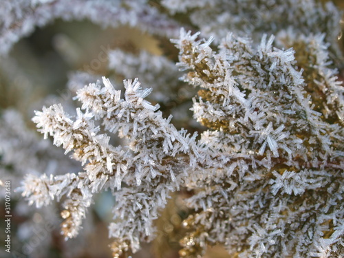 Zweig, Rauereif, winter, frost, Eiskristalle, frozen
