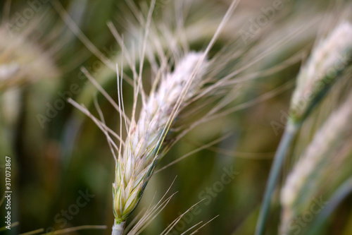 Summer field with ripe barley ears. Agriculture, farming, harvesting. Common Barley plant.