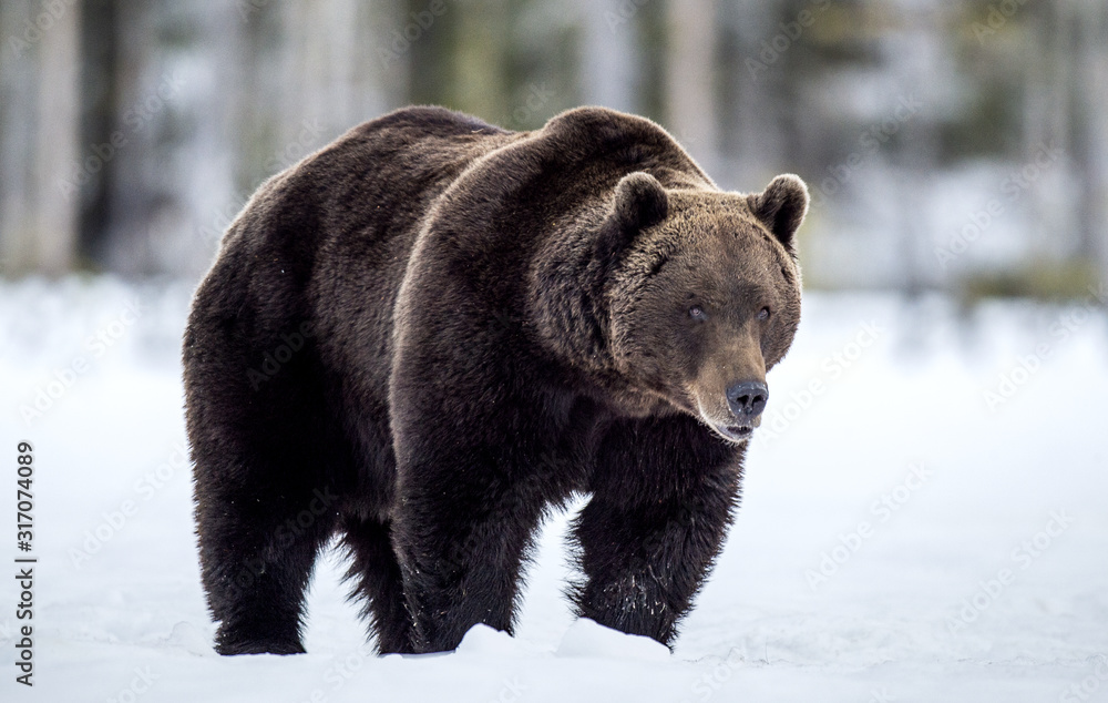 Wild Adult Brown bear in winter forest. Front view. Scientific name: Ursus Arctos. Natural Habitat. Wild Adult Brown bear in winter forest. Front view. Scientific name: Ursus Arctos. Natural Habitat.