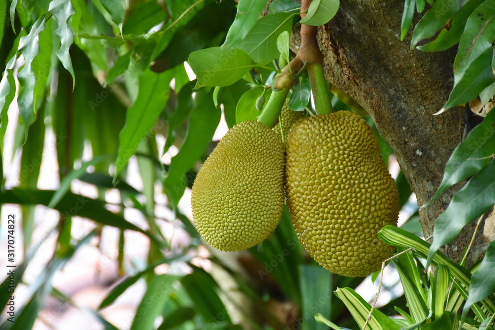 The durian fruit grows on a tree The durian fruit grows on a tree