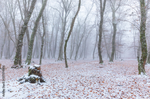 Snow covered forest in fog photo