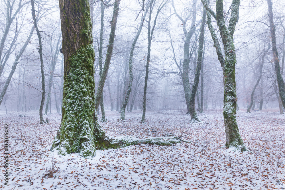 Snow covered forest in fog