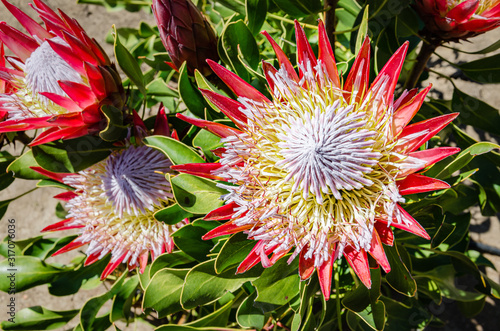 proteas