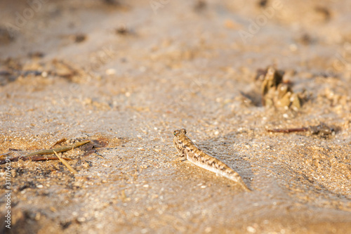 Mud skipper fish on sand beach © Juhku