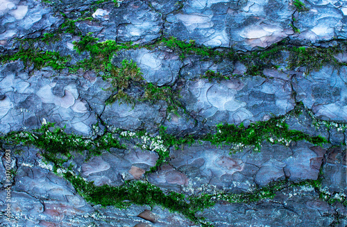 Brown old tree bark with moss photographed closeup