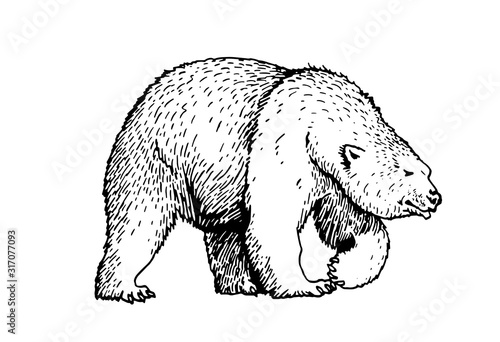 Graphical sketch of polar bear  isolated on white,vector illustration