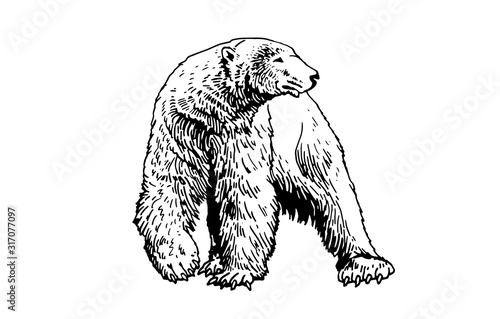 Graphical sketch of polar bear  isolated on white,vector illustration