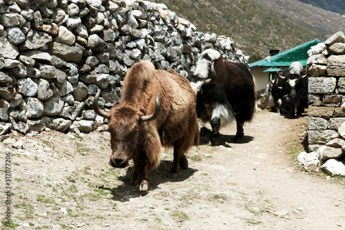 Group of Yaks carrying goods along the route to Everest Base Camp in the Himalayan Mountains of Nepal. Sagarmatha national park, trek to Everest base camp - Nepal Himalayas photo