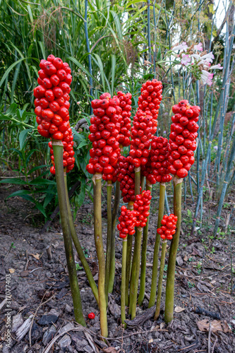 Red berries of Jack in the pulpit plant