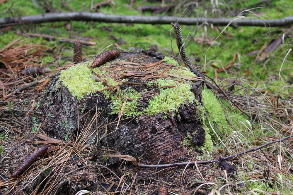 Obraz premium baumstumpf