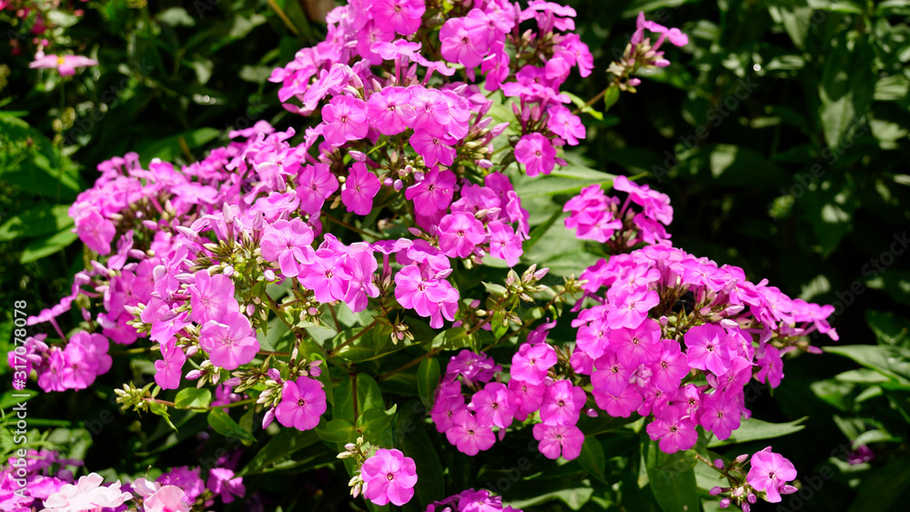 Pink flame flowers of phlox (Phlox paniculata) bush of flowers of Summer phlox, herbaceous perennial in the garden close-up. Pink delicate flowers.