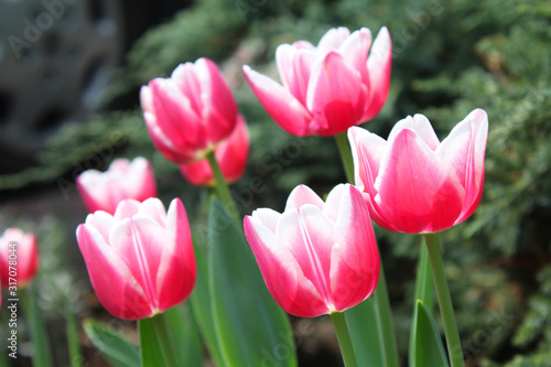 Pink and white tulips.