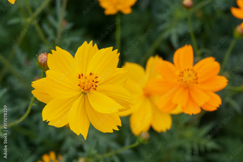 close up of summer sulfur Cosmos flower, yellow Cosmos flower close up of summer sulfur Cosmos flower, yellow Cosmos flower