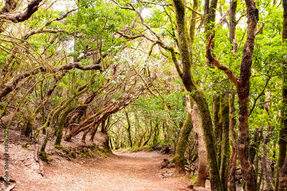Fototapeta premium Anaga Rural Park - ancient rainforest on Tenerife, Canary Islands. Beautiful forest on a sunny day. Hiking trail.