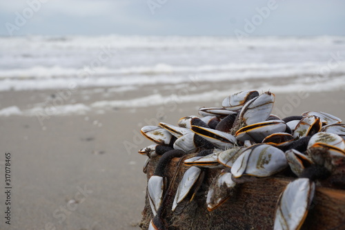 Muscheln am Strand